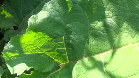 Fibonacci Sequence Leaf Formation Stock Photo 1730753182 | Shutterstock