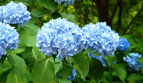 Hydrangea Care: How to Plant, Grow & Care for Hydrangeas