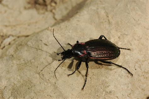 Maltese Nature: Poisonous insects