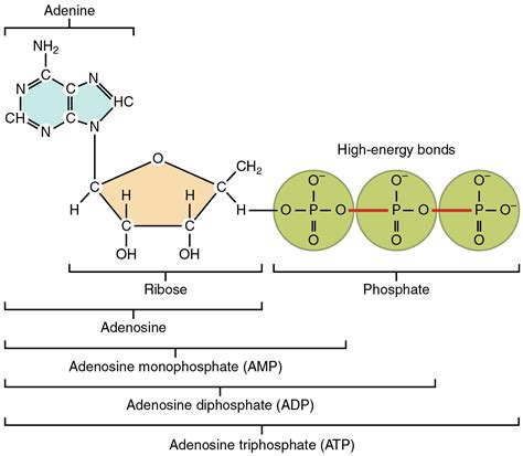 Diagram Of The Structure Of Atp Adenosine Triphosphate (atp)