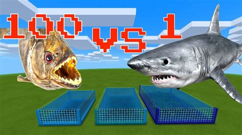 Piranha Fish Vs Shark