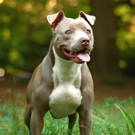 Mini Pitbull Dogs: Understanding Their Unique Traits and Care