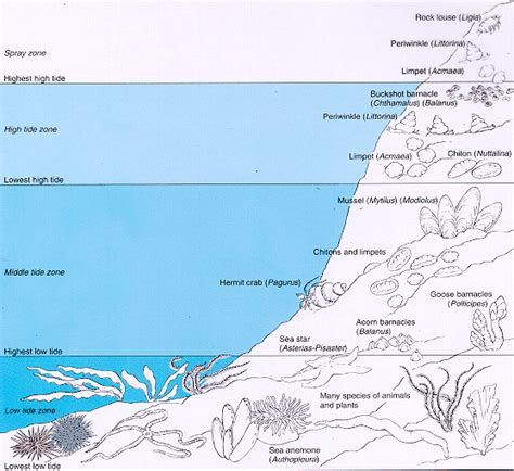 OC/GEO 103 Lecture - Habitats