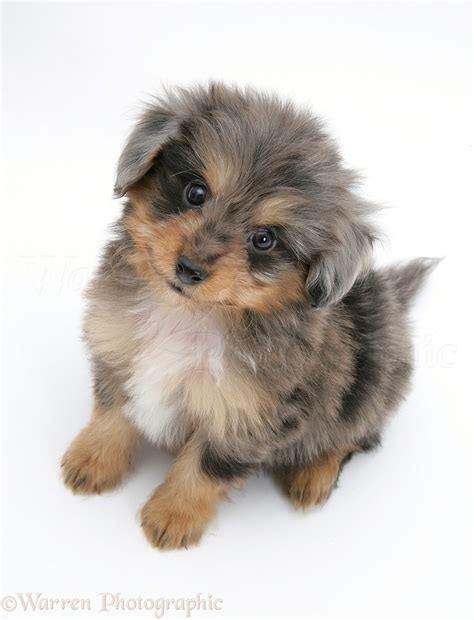 Sheltie Poodle Mix