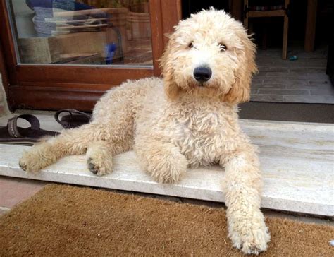 Goldendoodle, a Golden Retriever Poodle Mix - SpockTheDog.com