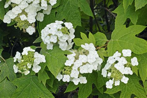 Oakleaf Hydrangea | Petitti Garden Centers