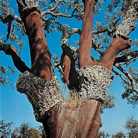 Cork oak | plant | Britannica