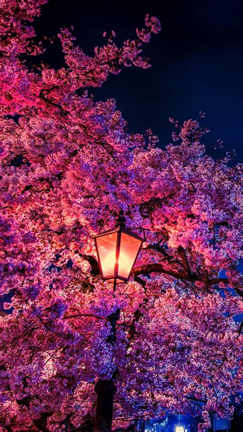 Cherry Blossom Wallpaper - EnWallpaper