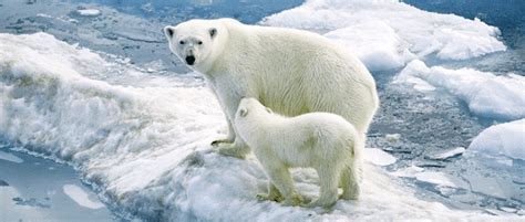 USFWS releases final polar bear conservation plan | THE WILDLIFE SOCIETY