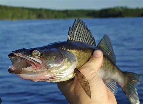 Minnesota DNR eases walleye regulations on Lake Mille Lacs | The Mighty ...