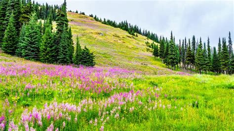 Hiking Through Alpine Meadows Covered In Pink Fireweed Wildflowers In ...