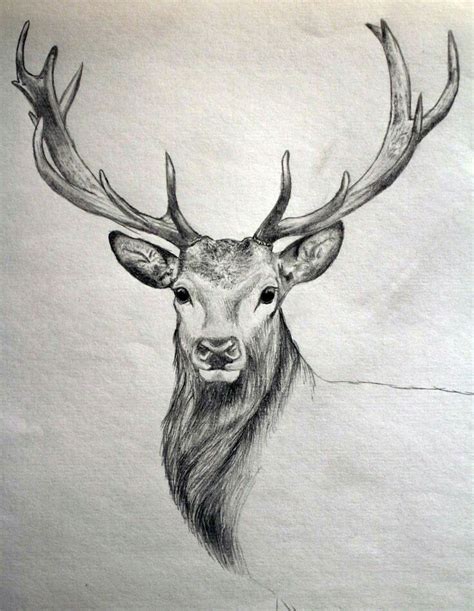 Animals To Sketch