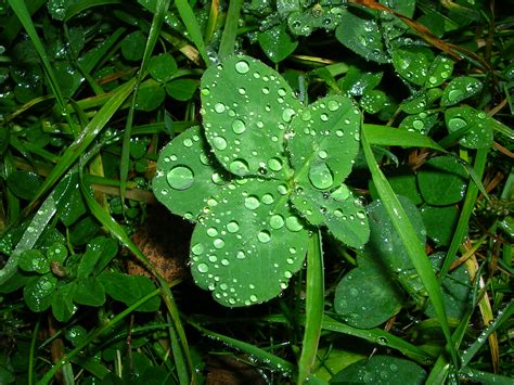 Fibonacci Sequence Explains Why Four-Leaf Clovers Are So Rare