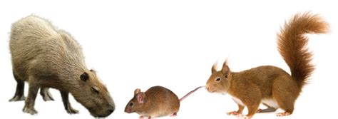 Big or Small--Rodents Have Always Been Rodents | The Institute for ...