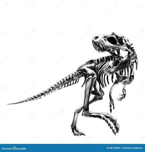 Dinosaur Skeleton Tyrannosaurus Stock Vector - Illustration of learning ...