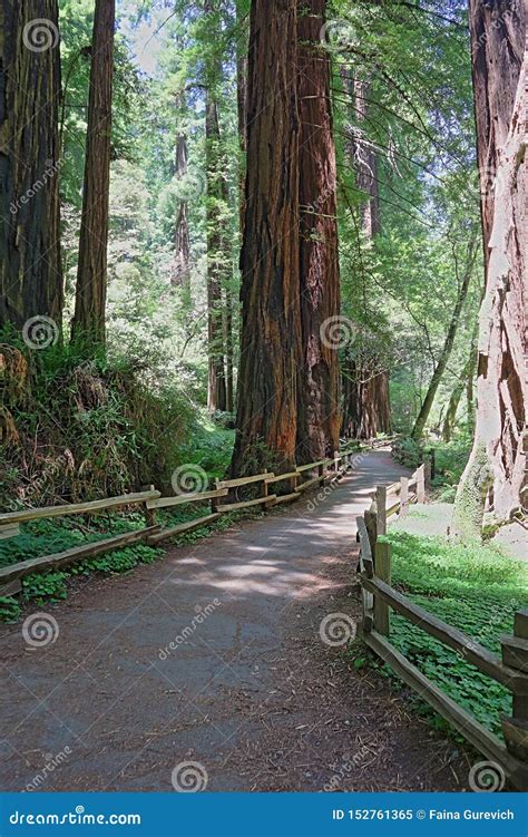 Hiking Trails through Giant Redwoods in Muir Woods Stock Image - Image ...