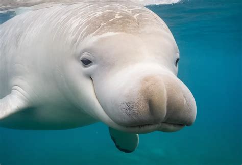 Beluga Whale Diet: A Deep Dive into Their Diverse Menu | Hypo Calorie