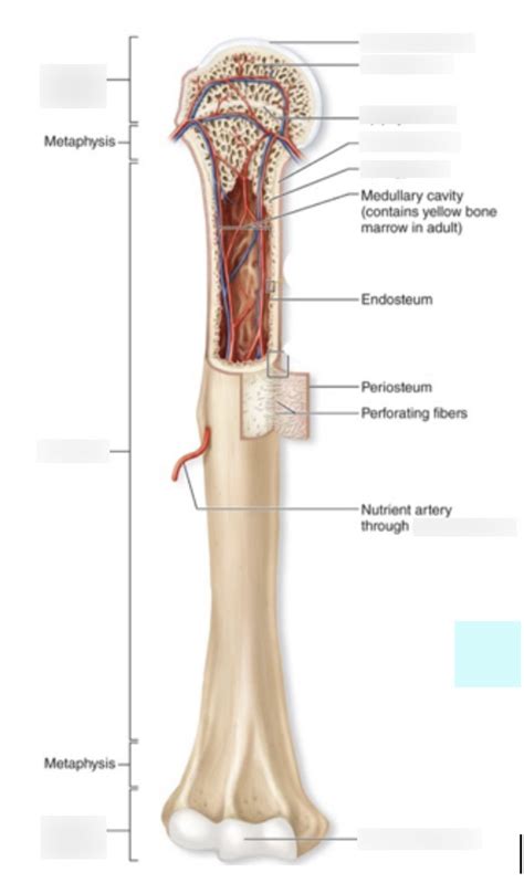 Long Bone Diagram Diagram | Quizlet