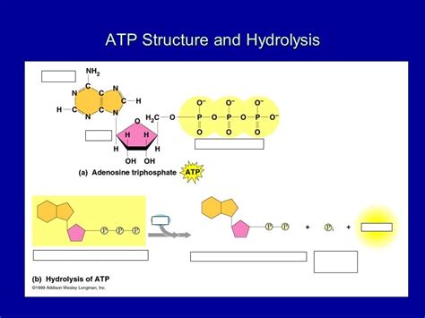 ATP structure and Hydrolysis (Ch 8) Diagram | Quizlet