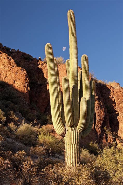 Saguaro Cacti In The Desert by Imaginegolf