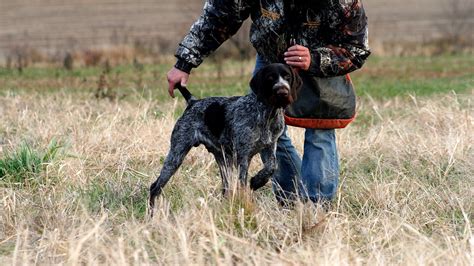 German Wirehaired Pointer Training - German Choices