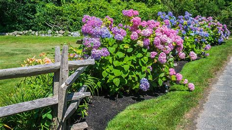 Hydrangea Care: How to Plant, Grow & Care for Hydrangeas