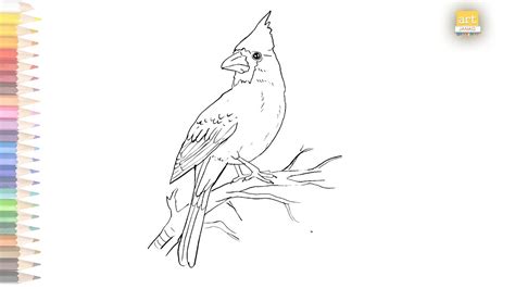 Cardinal bird outline drawing 02 / How to draw A Cardinal bird drawing ...