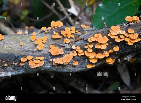 Orange fungus hi-res stock photography and images - Alamy