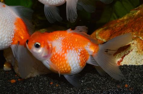 Comet Goldfish - Comet Goldfish Care and info