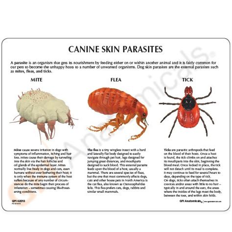 Anatomical Model-Canine Skin Parasites