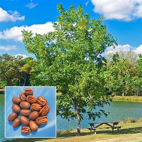 Hardy Pecan Tree | Gurney's Seed & Nursery Co.