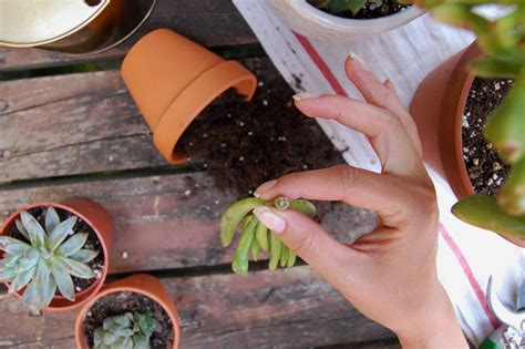 How to Plant Succulent Cuttings