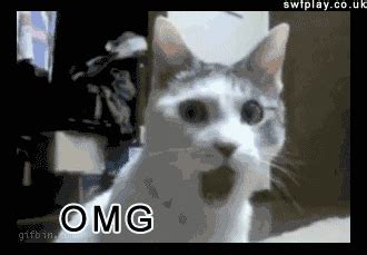 Omg Cat GIFs - Get the best GIF on GIPHY