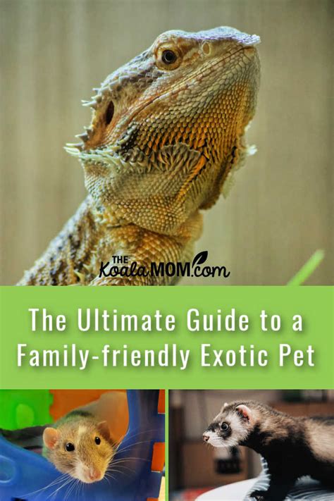 The Ultimate Guide to a Family-friendly Exotic Pet • The Koala Mom