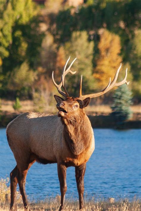 Bull Elk Bugling in the Fall Rut Stock Photo - Image of colorado, wild ...