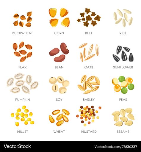 Seeds and grains isolated icons organic cereal Vector Image