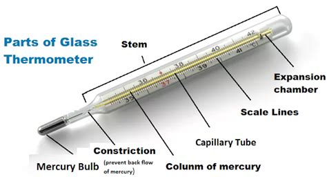 Different Parts Of A Mercury Thermometer Sciencing, 41% OFF