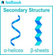 Understanding Alpha-Helix and Beta-Sheet Protein Structures - Testbook.com