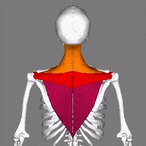 Trapezius - Physiopedia