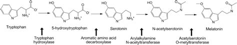 Tryptophan hydroxylase; Tryptophan Monooxygenase