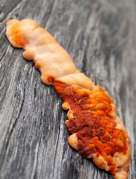 Orange fungus on wood — Stock Photo © byjenjen #11547808