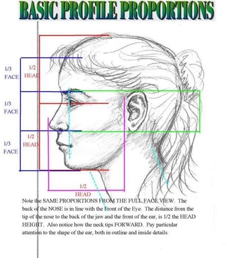 Face Proportion Drawing at GetDrawings | Free download