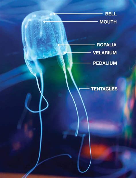 Jellyfish Anatomy