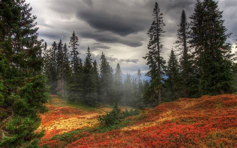 Autumn, Fog, Trees, Forest wallpaper - Coolwallpapers.me!