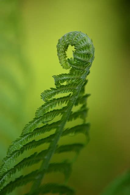 Fern Spiral Photo | JPG Free Download - Pikbest