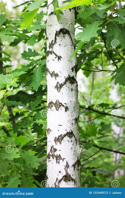 Beautiful Birch Tree with White Birch Bark Stock Photo - Image of ...