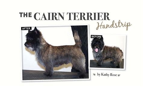 Cairn Terrier Grooming Tips - Wavy Haircut