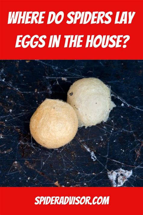 Where Do Spiders Lay Eggs in Houses? Spider Advisor