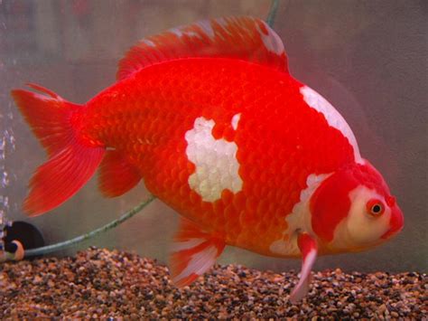 Breeding Wakin | Site for Goldfish Keepers