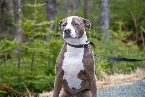 Red Nose & Blue Nose Pitbull Mix: Info, Pictures, Facts, FAQs & More